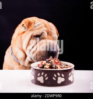 chien aiguï avec assiette sur noir Banque D'Images
