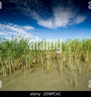 Magnifique roseau dans le lac Balaton Banque D'Images