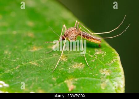 Image d'un moustique sauvage sur des feuilles vertes. Insecte. Animal Banque D'Images