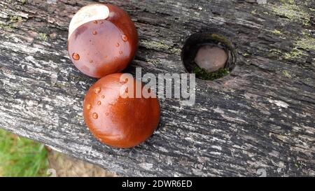 Châtaignes Aesculus hippocastanum ou conkers après avoir pleuréé sur un banc de parc. Surface lisse et brillante marron châtaignier arrondie avec surfaces plates Banque D'Images