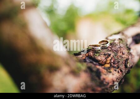 Les anneaux de mariage se trouvent sur une branche d'arbre Banque D'Images