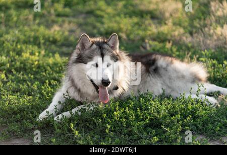 Joli chien reposant sur l'herbe verte dans la lumière chaude de l'été Banque D'Images