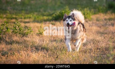 malamute d'Alaska tournant sur un terrain Banque D'Images