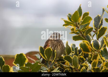 Oiseau nomade migrant du Royaume-Uni, redwing, turdus iliacus, assis sur une brousse houleuse avec de la neige d'hiver sur le sol. Banque D'Images