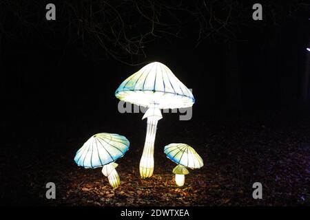 Des champignons illuminés éclairent les lanternes au festival Lightopia 2020 à Heaton Park, Manchester Banque D'Images