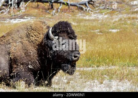 Un grand Buffalo reposant sur Firehole Lake Drive dans le parc national de Yellowstone. Banque D'Images