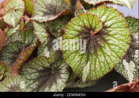 Feuilles d'un Begonia 'Rocherett' ou Rex Begonia 'Rocherett' Banque D'Images