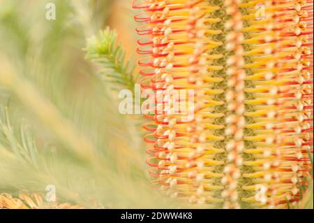 Gros plan de Banksia ericifolia, Banksia laqué de Heath, en fleur Banque D'Images