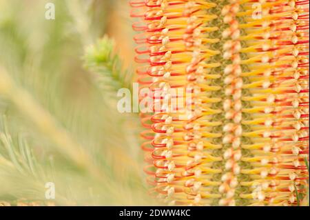 Gros plan de Banksia ericifolia, Banksia laqué de Heath, en fleur Banque D'Images