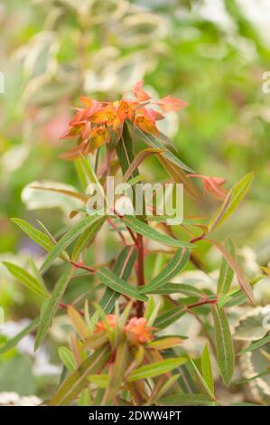 Euphorbia griffithii 'Dixter', spherte 'Dixter' Banque D'Images