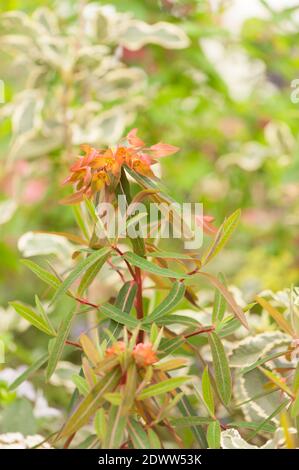 Euphorbia griffithii 'Dixter', spherte 'Dixter' Banque D'Images