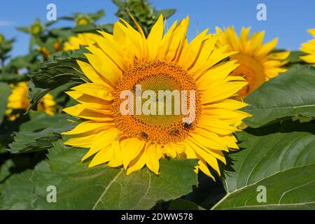 Sonnenblumen, Helianthus Banque D'Images