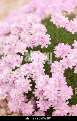 Armeria juniperifolia «Brookside», thrift de genévrier, en fleur Banque D'Images