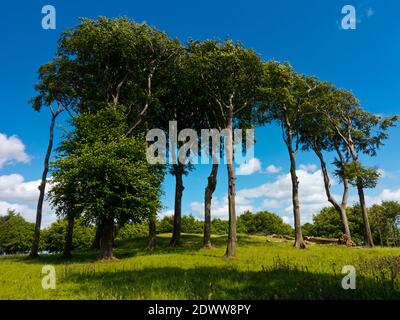 Arbres à Minninglow un lieu de sépulture préhistorique néolithique près de Parwich Dans le parc national de Peak District Derbyshire Dales Angleterre Royaume-Uni Banque D'Images