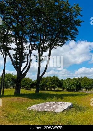 Arbres à Minninglow un lieu de sépulture préhistorique néolithique près de Parwich Dans le parc national de Peak District Derbyshire Dales Angleterre Royaume-Uni Banque D'Images