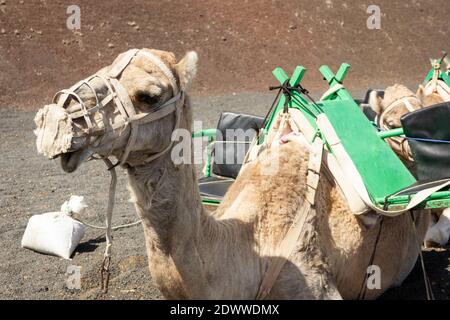 Gros plan sur un chameau couché avec muzzle et des sièges verts à l'arrière dans le parc national de Timanfaya. Attraction touristique dans le désert de l'île de Lanzarote Banque D'Images