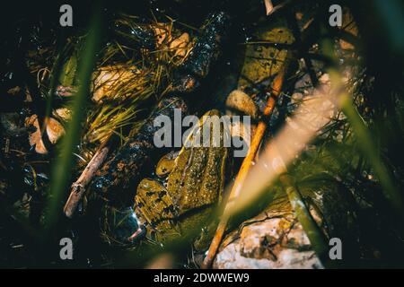 une grenouille camoufée qui repose à moitié hors de la moitié de l'eau po Banque D'Images