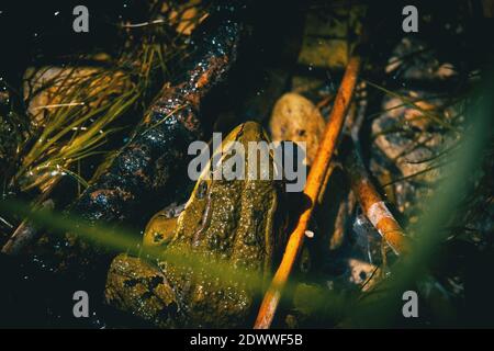 une grenouille camoufée qui repose à moitié hors de la moitié de l'eau po Banque D'Images