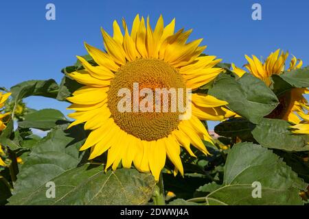 Sonnenblume, Helianthus Banque D'Images