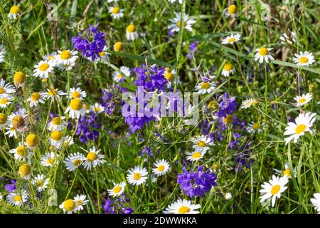 Feldland, Blumen, Kamille und Rittersporn Banque D'Images