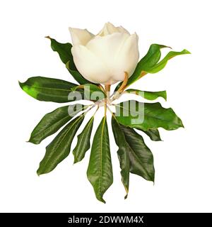 Fleur de magnolia du Sud avec feuilles. Isolé sur fond blanc Banque D'Images