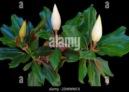 Branche de magnolia (magnolia du sud, magnolia grandiflora ) avec des feuilles vertes et trois bourgeons blancs. Isolé sur le noir Banque D'Images