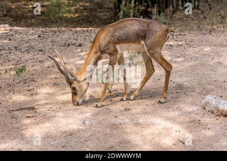 Le blackbuck (Antilope cervicapra), également connu sous le nom d'antilope indienne, est un antilope originaire de l'Inde et du Népal Banque D'Images