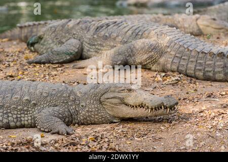 Gros plan des marais de Crocodiles dans la réserve naturelle du parc zoologique de Nehru, Hyderabad, Inde. Banque D'Images