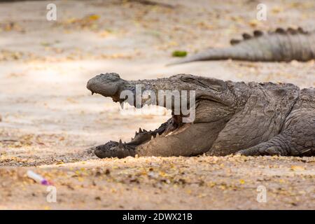 Marsh Crocodiles ouvre une grande bouche dans la réserve naturelle du parc zoologique de Nehru, Hyderabad, Inde. Banque D'Images