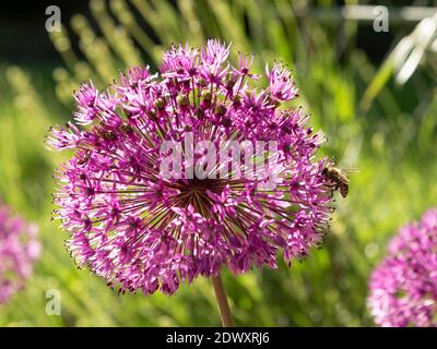 Fleur d'Allium gros plan avec une abeille pollinisante. Arrière-plan flou. Banque D'Images