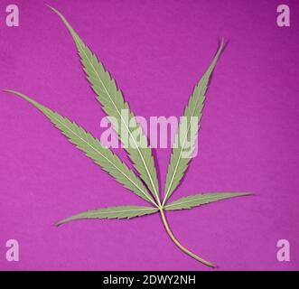 une seule feuille de marijuana gros plan sur fond violet avec puits focalisé Banque D'Images