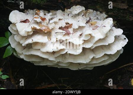 Le champignon de la dent du Nord, Climacodon septentrionalis, un champignon massif qui pousse sur un tilleul en Finlande Banque D'Images