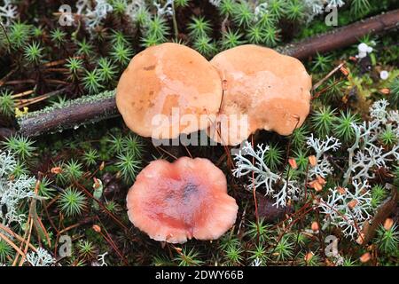 Gomphidius roseus, la pointe rosée et Suillus bovinus, le bolete bovin, champignons sauvages de Finlande Banque D'Images