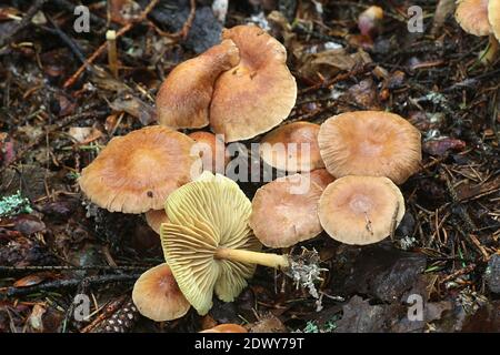 Gymnopus peronatus (anciennement appelé Collybia peronata ou Marasmius urens), connu sous le nom de bois de pied-de-laine, champignon sauvage de Finlande Banque D'Images