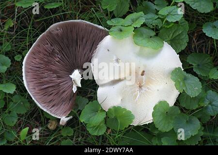 Agaricus silvicola, également appelé Agaricus sylvicola, communément appelé champignon du bois, champignon sauvage comestible de Finlande Banque D'Images