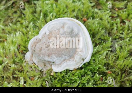 Ganoderma applanatum, connu sous le nom de support de l'artiste, l'artiste ou l'ours conk pain, un champignon de la Finlande Banque D'Images