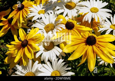 Susan Rudbeckias Goldsturm Shasta lit de fleurs mélangées en jaune blanc plantes de jardin de juillet Banque D'Images