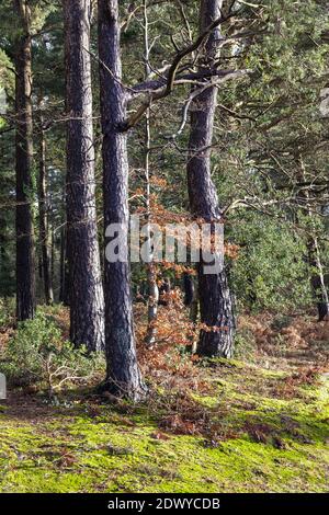 Bois en hiver dans le parc national d'Exmoor près de Webbers Post, Horner, Somerset Royaume-Uni Banque D'Images