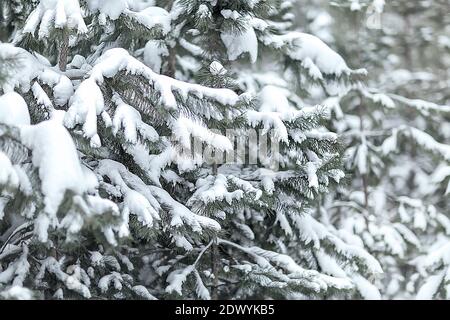 Magnifique paysage d'hiver enneigé. Pattes, branches de pin dans la neige. Paysage de Noël. Mise au point sélective. Arrière-plan flou. Banque D'Images