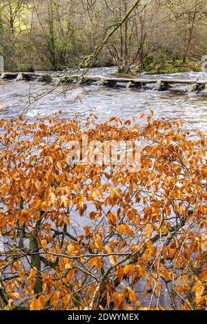 Feuillage d'automne d'un hêtre à côté du pont préhistorique de clapper traversant la rivière Barle à Tarr Steps, Parc national d'Exmoor, Somerset Banque D'Images