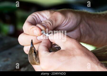 Un ornithologue qui sonne un oiseau capturé dans une station d'observation des oiseaux sur la côte de l'Estonie, en Europe du Nord. Banque D'Images
