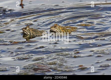 Grenouille de marais géorgien (Rana camerani) Mâle chassant femelle dans les eaux peu profondes de Géorgie Mai Banque D'Images