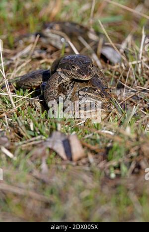 Grenouille de marais géorgien (Rana camerani) Deux mâles et une femelle dans l'accouplement frézy Georgia Mai Banque D'Images