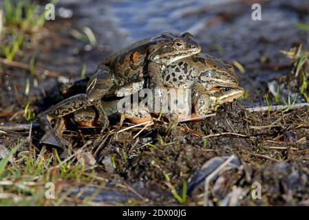 Grenouille de marais géorgien (Rana camerani) Deux mâles et une femelle dans l'accouplement frézy Georgia Mai Banque D'Images