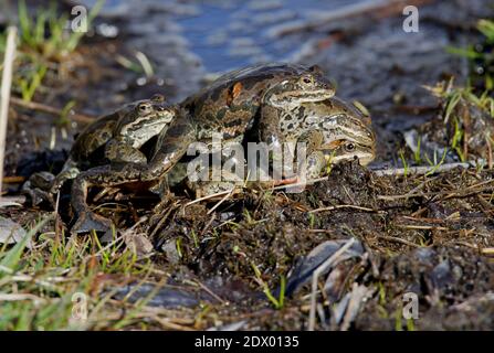 Grenouille de marais géorgien (Rana camerani) Trois mâles et une femelle dans l'accouplement frézy Georgia Mai Banque D'Images