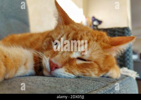 Gros plan d'un chat au gingembre endormi Banque D'Images