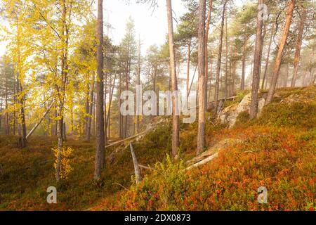 Forêt de taïga vierge et colorée dans le nord de la Finlande, dans le parc national d'Oulanka, au cours d'un lever de soleil brumeux dans le feuillage d'automne. Banque D'Images