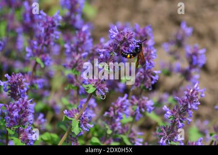 Guêpe mammouth, lat. Megascolia maculata, recueille le nectar des fleurs Banque D'Images