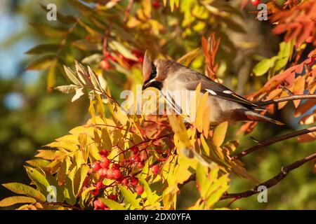 Northern songbird cire bohémienne, Bombycilla garrulus au milieu des feuilles d'automne colorées d'un Rowan en Laponie, Finlande. Banque D'Images