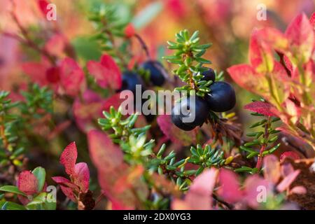 Gros plan de crowberries noires au milieu de feuilles d'automne colorées dans le nord de la Finlande. Banque D'Images